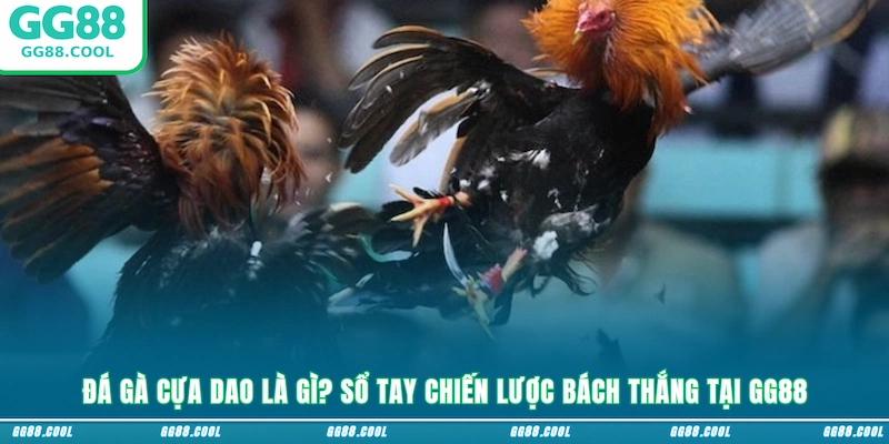 Đá Gà Cựa Dao